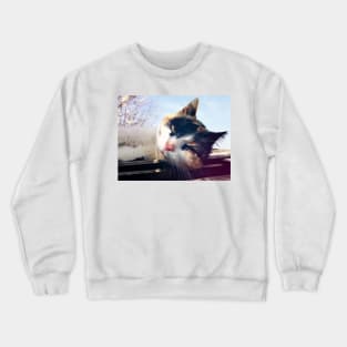 spotted kitten Crewneck Sweatshirt